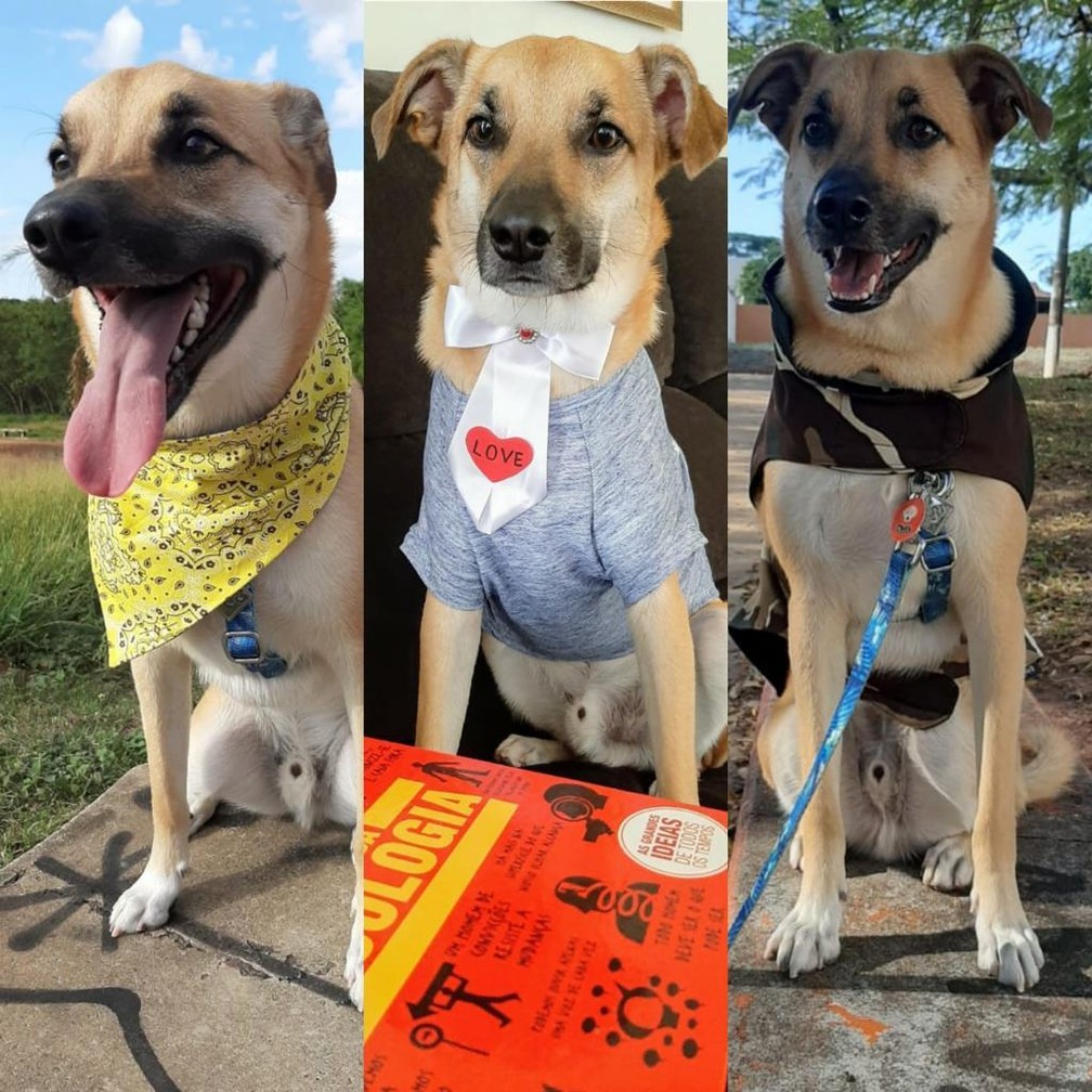 Cão Chico virou 'influencer' depois de destruir o quarto da dona